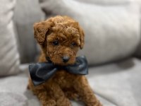 A Kalite Toy Poodle