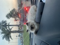 Exotic shorthair 3.5 aylık
