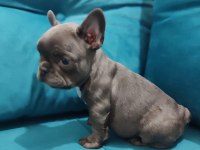 Müthiş Kalite French Bulldog Bebekler