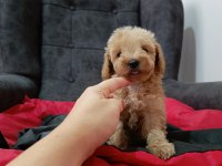 Maltipoo yavrular