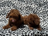 Petmode köpek çiftliğinden tea cup kore poodle