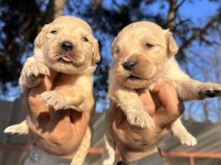 En İyi Golden Retriever Dostuna Kavuş