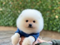 Pomeranian boo beyaz erkek 2 aylık