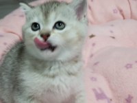 Güzel british shorthair kızlarımıza yeni sahibini arıyoruz