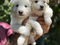 Yavrularımız ömür boyu ırk garantili samoyedler