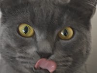 Kedi cinsiyet british