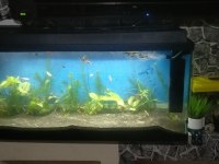 Uzunluk 1 Mt Yükseklik 44 Cm Genişlik 29 Cm Akvaryum