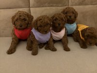 Aşılı Wc Eğitimli 0 Numara Poodle Yavrular
