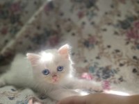 5 tane Kendi kedilerimizin bebekleri sahiplendirilecektir