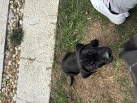 Cane corso safkan yavru
