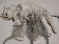 British shorthair yavrularımız