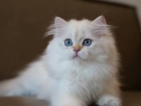 British Longhair Colorpoint