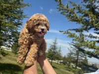 Yüksek kalite Dişi Maltipoo bebeğimiz