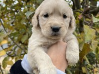 Bebek Yüzlü Golden Retriever Yavrular