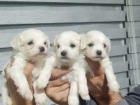 0 numara maltese terrier minnaklarım