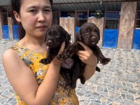 Labrador köpeği yavrularım