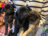 Aron Güvencesi İle Yurt Dışı Girişli SAFKAN PUG