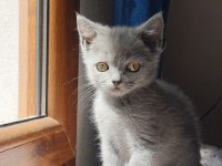 UYGUN ERKEK ORJİNAL YAVRU KEDİMİZ