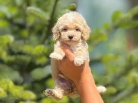 Maltipoo bebek köpekleri
