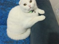 Pofik scottish fold kızım kayboldu