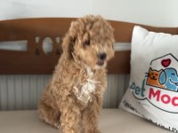 Petmode Köpek Çiftliğinden Wc Eğitimli Maltipoo Yavrular