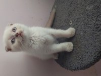 Son 2 Adet Dişi Scottish Fold Topkafa Yavrular