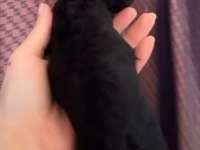 Safkan Toy poodle yavrular