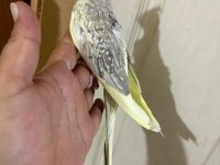 EVLERE MASKOT 51 GÜNLÜK RENK GÜZELİ SULTAN BEBEK
