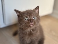 British shorthair çikolata