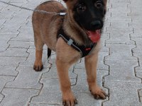 Belçika kurdu yavrular