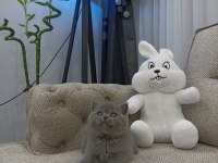 Ayı Surat British Shorthair