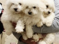 Kar beyaz bichon frise yavrular