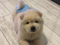 A kalite chow chow bebekler