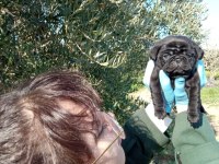 SIYAH BLACK PUG YAVRULARIMIZ