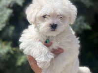 Irk garantili erkek güzeli köpeğimiz