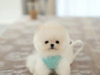Teddy bear pomeranian boo yavrumuz