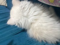 1 buçuk aylık dişi british longhair