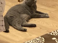 Sağlıklı Dişi British Shorthair