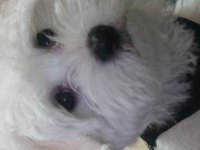 Evimizin neşesi köpekler