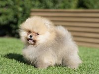 3 Kuşak Orjinal Pomeranian Boo