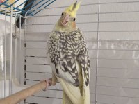 Çok Sağlıklı Pearl Sultan Papağanı