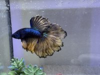 Akvaryumu ile beraber betta balığı