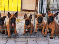 Muhteşem kan hattı malinois yavrular