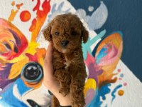 ANATOMİ GÜZELİ POODLE BEBEKLER