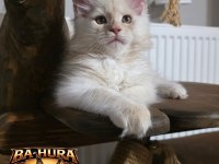 Kusursuz Soy Ağacından Gelen Erkek Maine Coon
