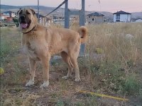 Dişi çoban köpeği