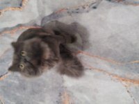 British longhair 1 yaşında