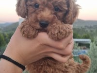 ORJİNAL TOY POODLE YAVRULAR İZMİR