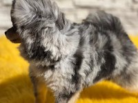 Pomeranian boo köpekleri