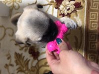 Dişi Pug Yavru Köpeğimiz